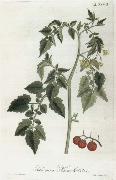Lycopersicum esculentum Alexander von Humboldt